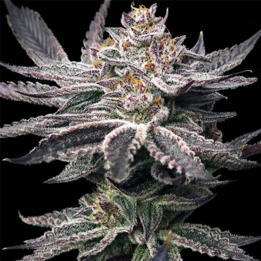 Double Dunked fem. Elev8 Seeds