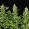 Double Dutch fem. Serious Seeds