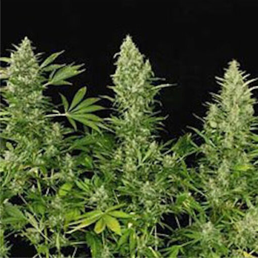 Double Dutch fem. Serious Seeds