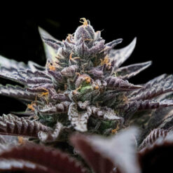Double Stuffed Sorbet fem. DNA Genetics