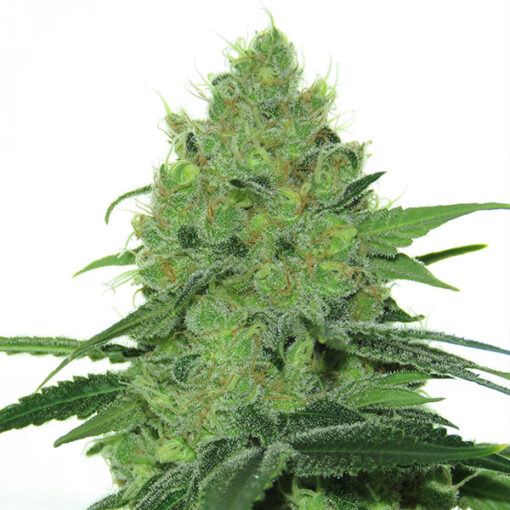 Douce Nuit  1 u. fem French Touch Seeds