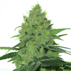 Douce Nuit  5 u. fem French Touch Seeds