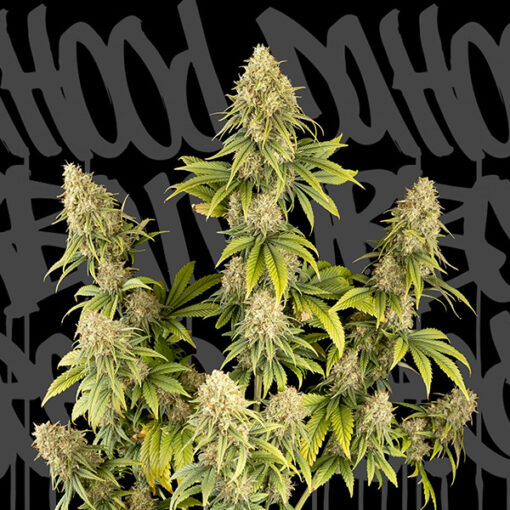 Dr.Hood CBD 25:1. DaHood Urban Seeds