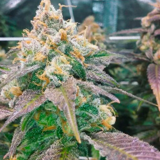 Dream Berry fem. Female Seeds