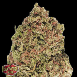 Dream Machine fem. Heavyweight Seeds