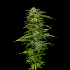 Dream Queen 3 u. fem Humbold Seeds Company