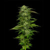 Dream Queen 5 u. fem Humbold Seeds Company