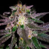 Dubble Bubble fem. Garden of Green Seeds