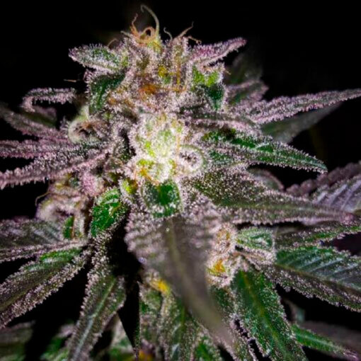 Dubble Bubble fem. Garden of Green Seeds