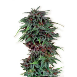 Durban Poison fem. Dutch Passion