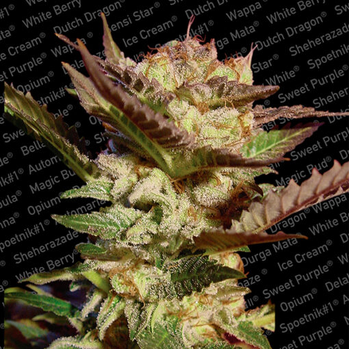 Durga Mata fem. Paradise Seeds