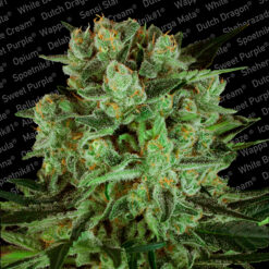 Durga Mata II CBD fem. Paradise Seeds