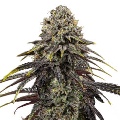 Dynamite Diesel fem. Royal Queen x Tyson 2.0