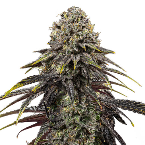 Dynamite Diesel fem. Royal Queen x Tyson 2.0