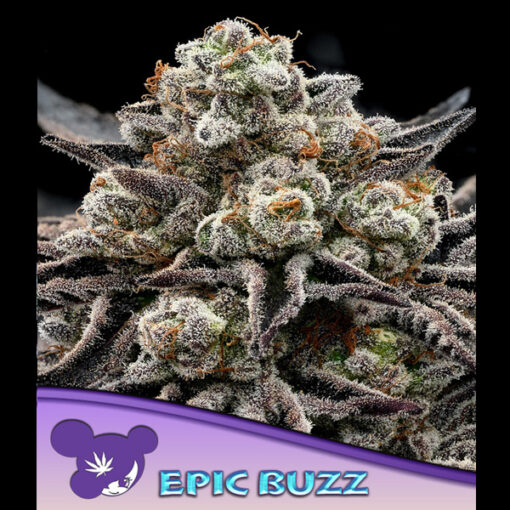 EPIC BUZZ fem. Anesia