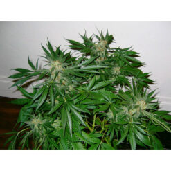 Early Skunk (Early Pearl x Skunk) 15 u. reg. Mr. Nice