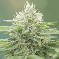 Eboshi CBG fem. Medical Seeds