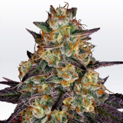 El Dorado OG fem. Paradise Seeds