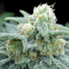 Electric Kooland fem. One Shot Edition Gratefull Seeds