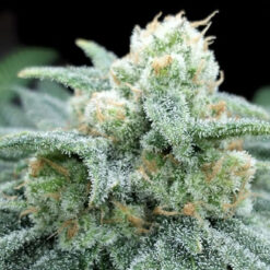 Electric Kooland fem. One Shot Edition Gratefull Seeds