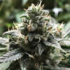 Eli fem. R-Kiem Seeds