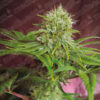 Elixir Vitae CBD fem. Medical seeds