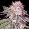 Empress #2 -  2 u. fem Sacred Terps