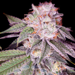Empress #2 -  2 u. fem Sacred Terps