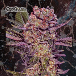 ExoEvania fem. Geneseeds