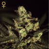 Exodus Cheese fem. Green House