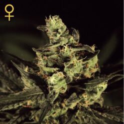 Exodus Cheese fem. Green House