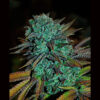 Expert Gorilla. Expert Seeds