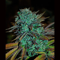 Expert Gorilla. Expert Seeds