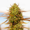 Expert Haze. Expert Seeds