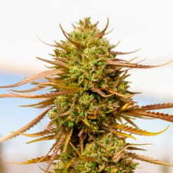 Expert Haze. Expert Seeds