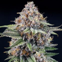 EyeBallz 1 u. fem. Ripper Seeds