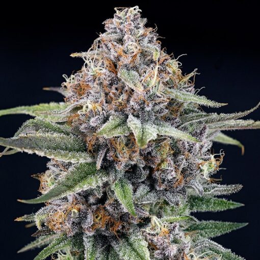 EyeBallz 5 u. fem. Ripper Seeds