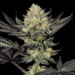 Face Mask 5u. G13 Labs