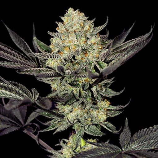 Face Mask 5u. G13 Labs