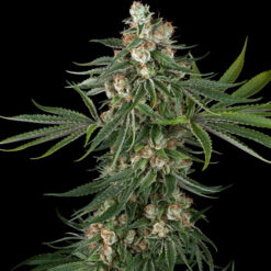 Fallout OG  10 u. fem. White Label