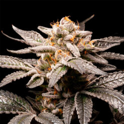Fancy Don Rouch fem. R-Kiem Seeds
