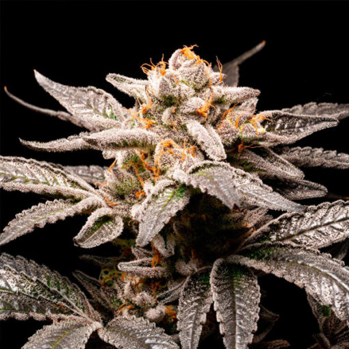 Fancy Don Rouch fem. R-Kiem Seeds