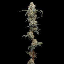 Farmer's Daughter 5 u. fem Humbold Seeds Company