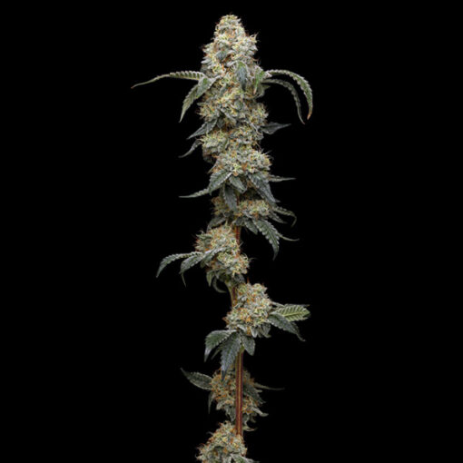 Farmer's Daughter 5 u. fem Humbold Seeds Company