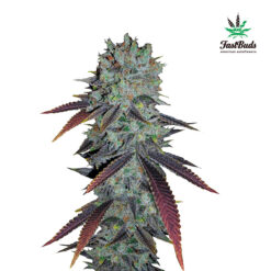Fastberry Auto fem. FastBuds Seeds