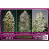 Feminized Collection  #1 Advanced Seeds