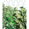 Feminized Mix fem. Sensi Seeds