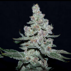Fire'n Ice fem. Elev8 Seeds