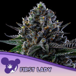 First Lady  5 u. fem Anesia