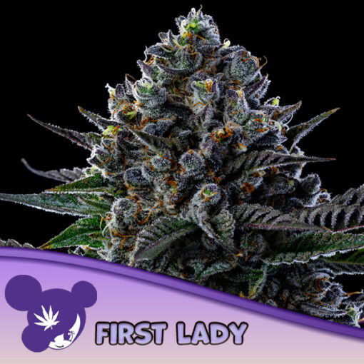 First Lady  5 u. fem Anesia